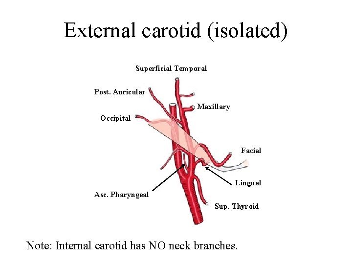 External carotid (isolated) Superficial Temporal Post. Auricular Maxillary Occipital Facial Lingual Asc. Pharyngeal Sup.