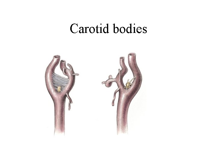 Carotid bodies 