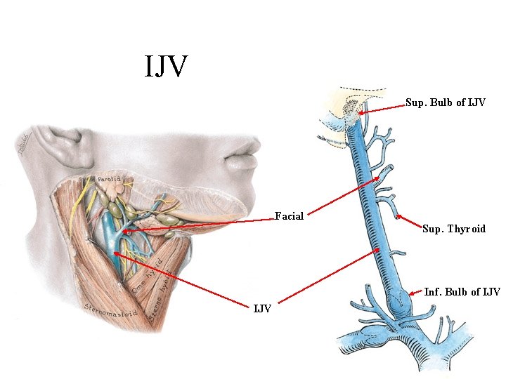 IJV Sup. Bulb of IJV Facial Sup. Thyroid Inf. Bulb of IJV 