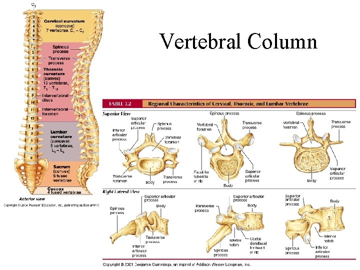 Vertebral Column 