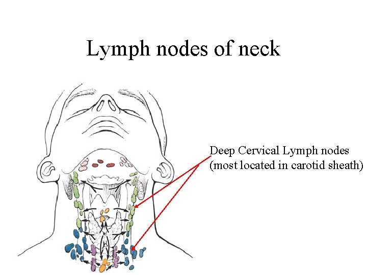 Lymph nodes of neck Deep Cervical Lymph nodes (most located in carotid sheath) 