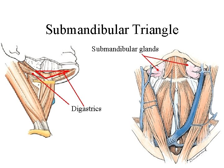 Submandibular Triangle Submandibular glands Digastrics 
