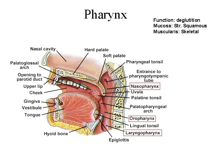 Pharynx Function: deglutition Mucosa: Str. Squamous Muscularis: Skeletal 