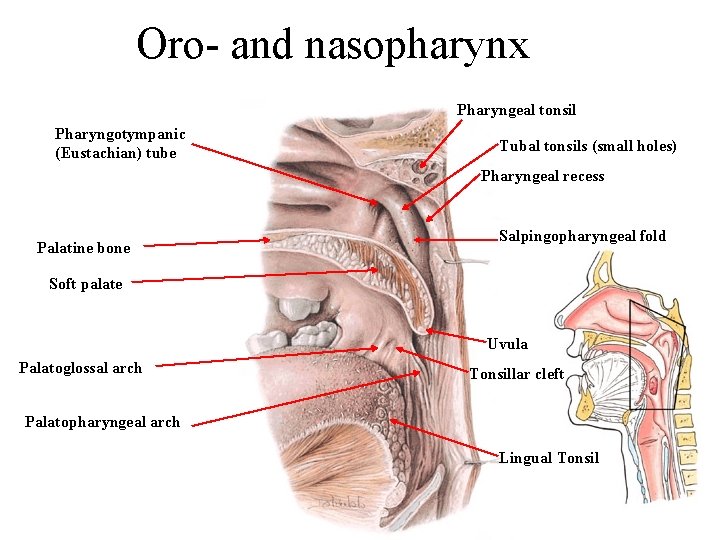 Oro- and nasopharynx Pharyngeal tonsil Pharyngotympanic (Eustachian) tube Tubal tonsils (small holes) Pharyngeal recess