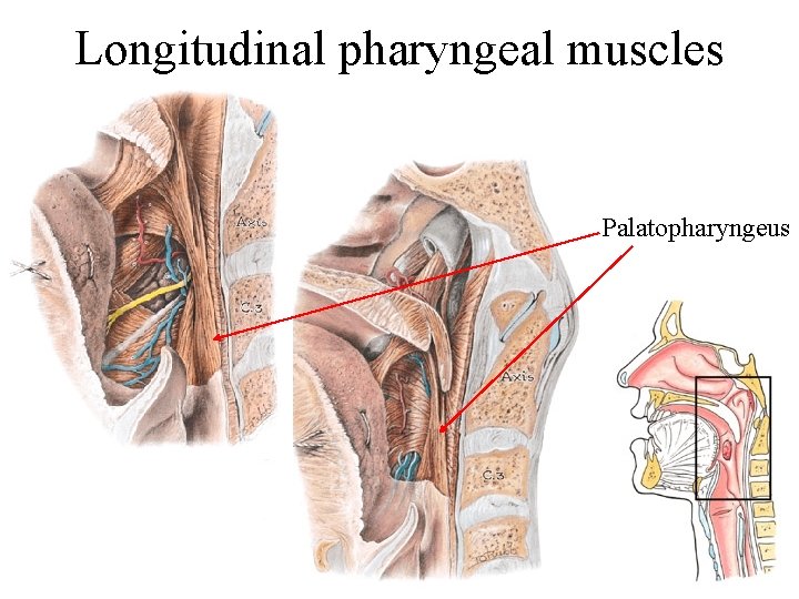 Longitudinal pharyngeal muscles Palatopharyngeus 
