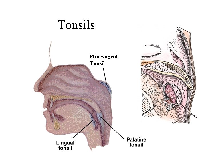 Tonsils Pharyngeal Tonsil 