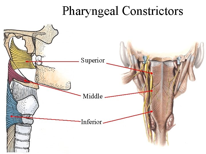 Pharyngeal Constrictors Superior Middle Inferior 