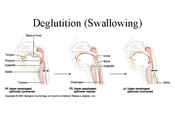 Deglutition (Swallowing) 