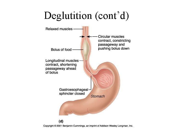 Deglutition (cont’d) 
