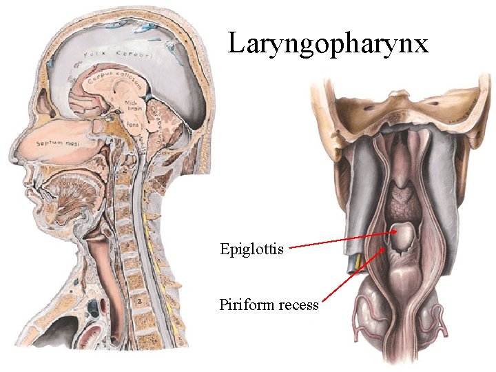 Laryngopharynx Epiglottis Piriform recess 