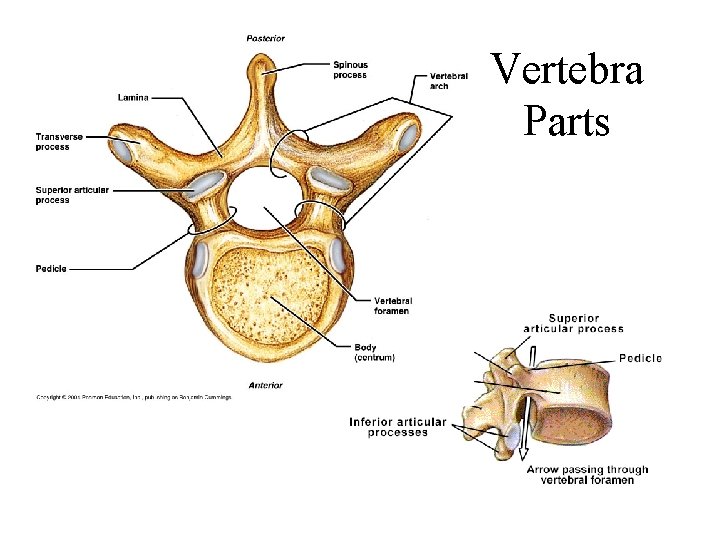 Vertebra Parts 
