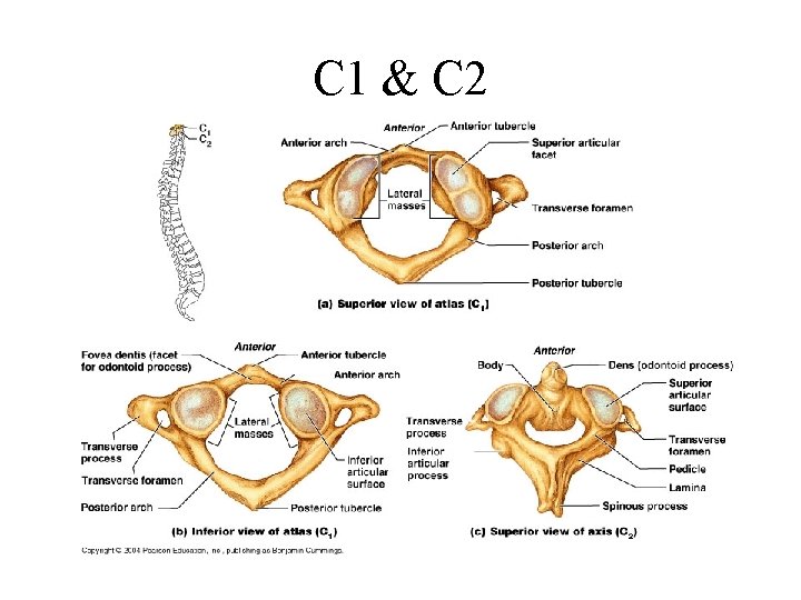 C 1 & C 2 