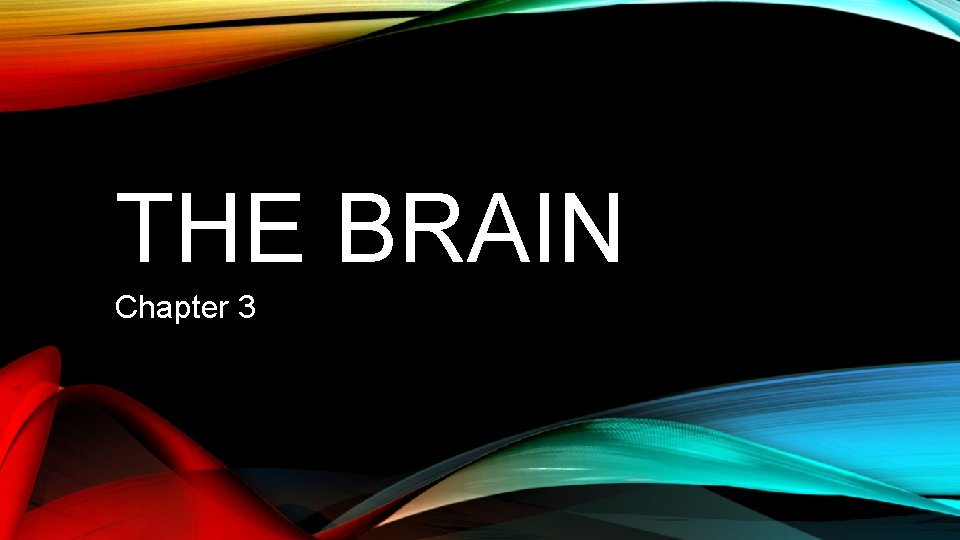 THE BRAIN Chapter 3 