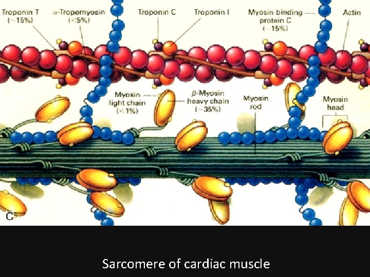 Sarcomere of cardiac muscle 