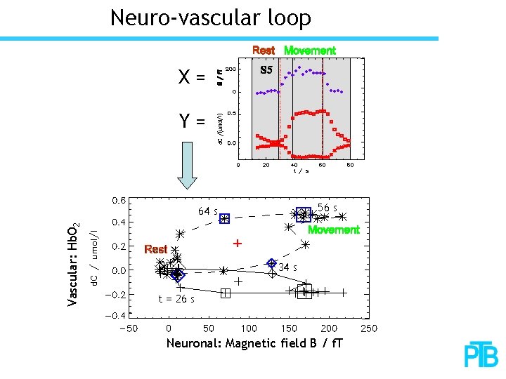 Neuro-vascular loop X= Y= 56 s Vascular: Hb. O 2 64 s 34 s