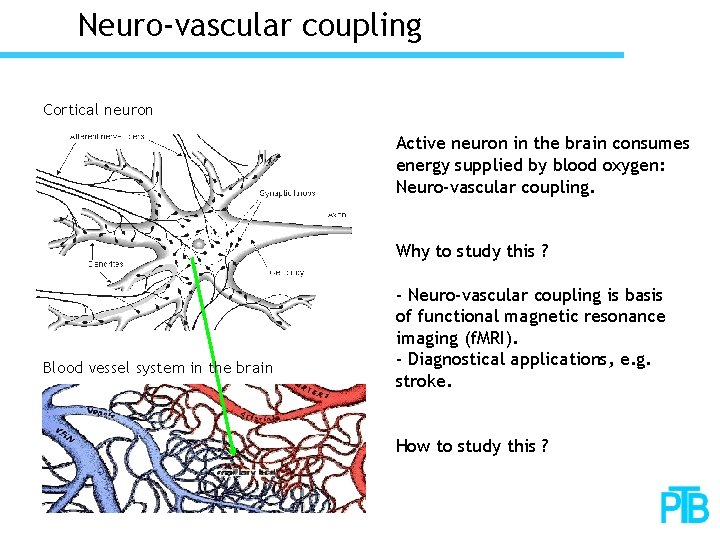 Neuro-vascular coupling Cortical neuron Active neuron in the brain consumes energy supplied by blood