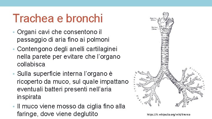 Trachea e bronchi • Organi cavi che consentono il passaggio di aria fino ai