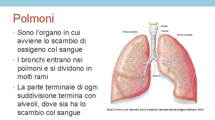 Polmoni • Sono l’organo in cui avviene lo scambio di ossigeno col sangue •