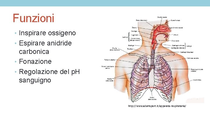 Funzioni • Inspirare ossigeno • Espirare anidride carbonica • Fonazione • Regolazione del p.