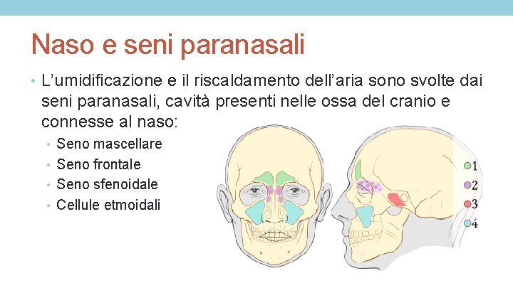 Naso e seni paranasali • L’umidificazione e il riscaldamento dell’aria sono svolte dai seni