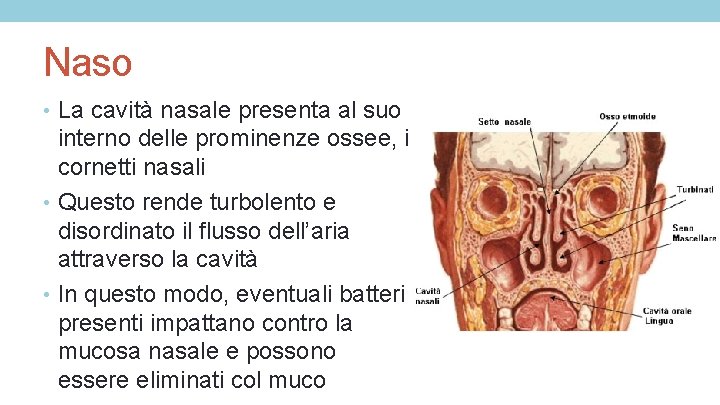 Naso • La cavità nasale presenta al suo interno delle prominenze ossee, i cornetti