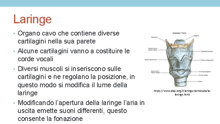 Laringe • Organo cavo che contiene diverse cartilagini nella sua parete • Alcune cartilagini