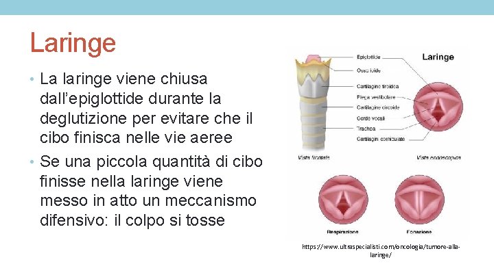 Laringe • La laringe viene chiusa dall’epiglottide durante la deglutizione per evitare che il