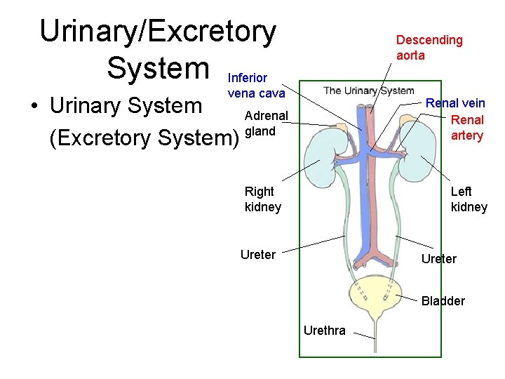 Urinary/Excretory System Inferior Descending aorta vena cava • Urinary System Adrenal (Excretory System) gland