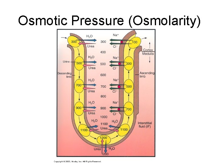 Osmotic Pressure (Osmolarity) 