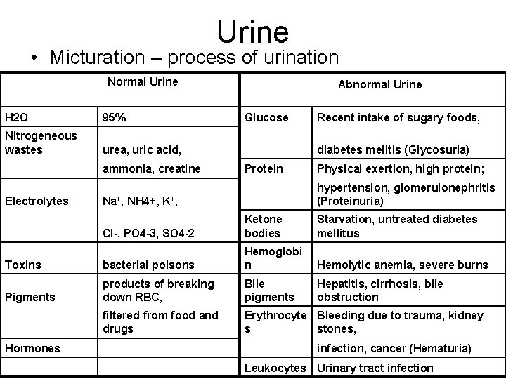 Urine • Micturation – process of urination Normal Urine H 2 O 95% Nitrogeneous