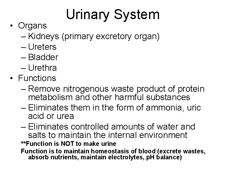 Urinary System • Organs – Kidneys (primary excretory organ) – Ureters – Bladder –