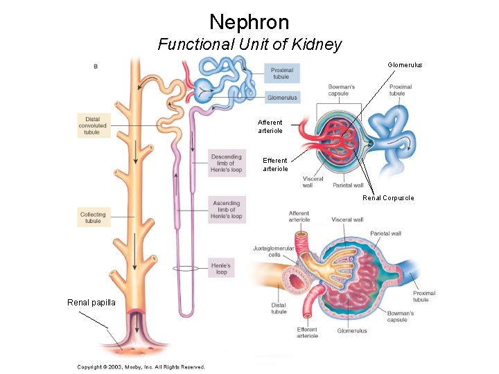 Nephron Functional Unit of Kidney Glomerulus Afferent arteriole Efferent arteriole Renal Corpuscle Renal papilla