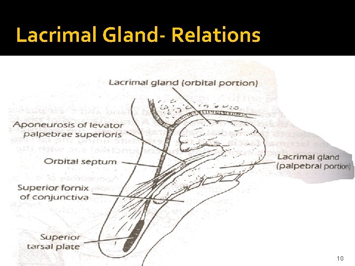 Lacrimal Gland- Relations 10 