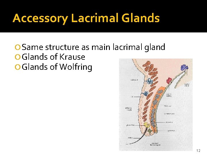 Accessory Lacrimal Glands Same structure as main lacrimal gland Glands of Krause Glands of