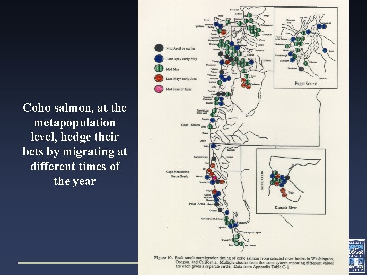 Coho salmon, at the metapopulation level, hedge their bets by migrating at different times