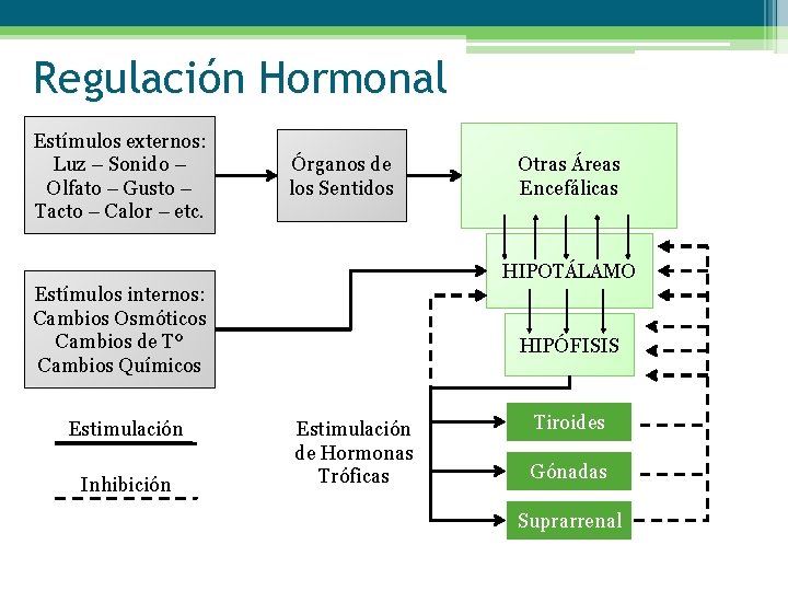 Regulación Hormonal Estímulos externos: Luz – Sonido – Olfato – Gusto – Tacto –