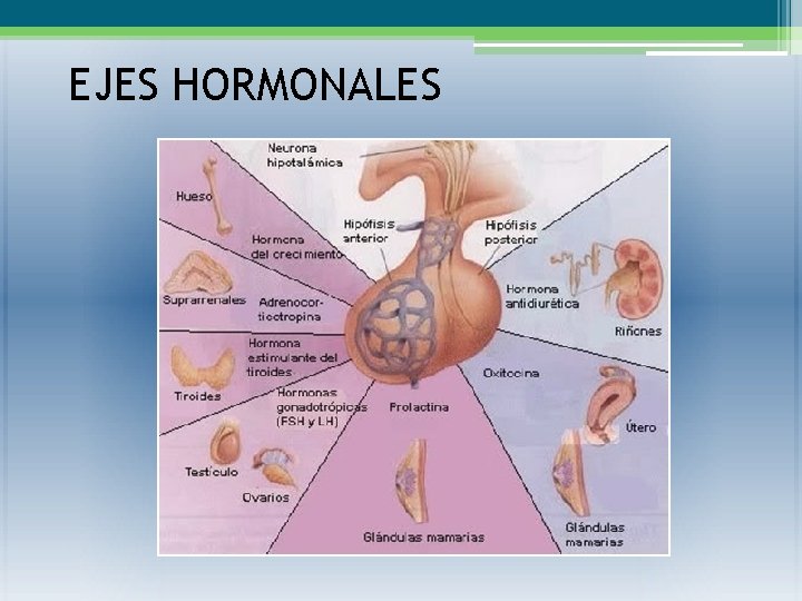 EJES HORMONALES 