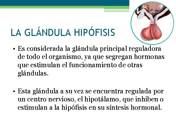 LA GLÁNDULA HIPÓFISIS • Es considerada la glándula principal reguladora de todo el organismo,
