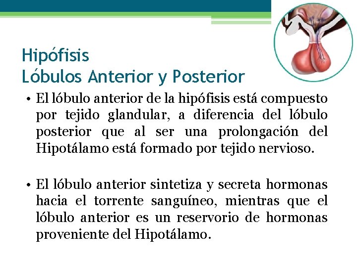 Hipófisis Lóbulos Anterior y Posterior • El lóbulo anterior de la hipófisis está compuesto