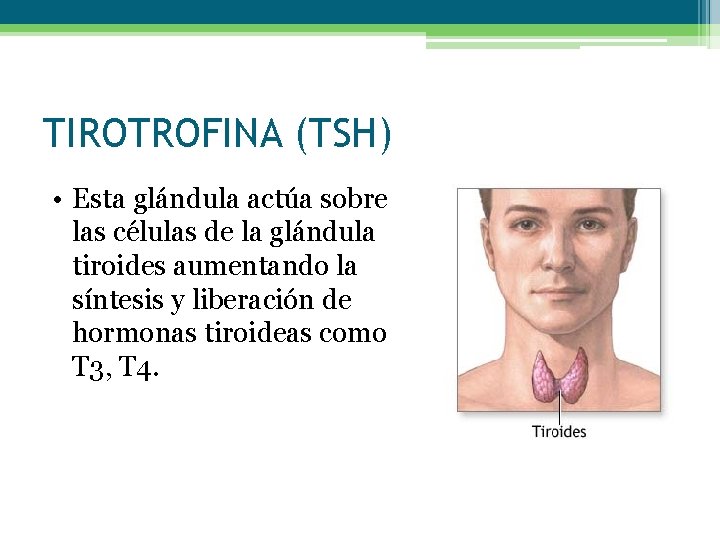 TIROTROFINA (TSH) • Esta glándula actúa sobre las células de la glándula tiroides aumentando