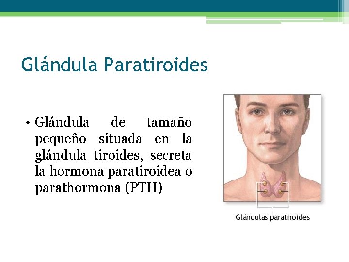 Glándula Paratiroides • Glándula de tamaño pequeño situada en la glándula tiroides, secreta la