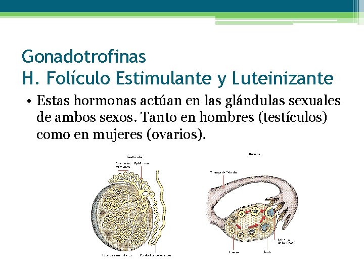 Gonadotrofinas H. Folículo Estimulante y Luteinizante • Estas hormonas actúan en las glándulas sexuales