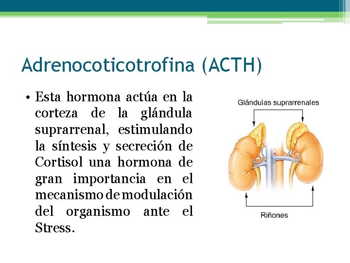Adrenocoticotrofina (ACTH) • Esta hormona actúa en la corteza de la glándula suprarrenal, estimulando