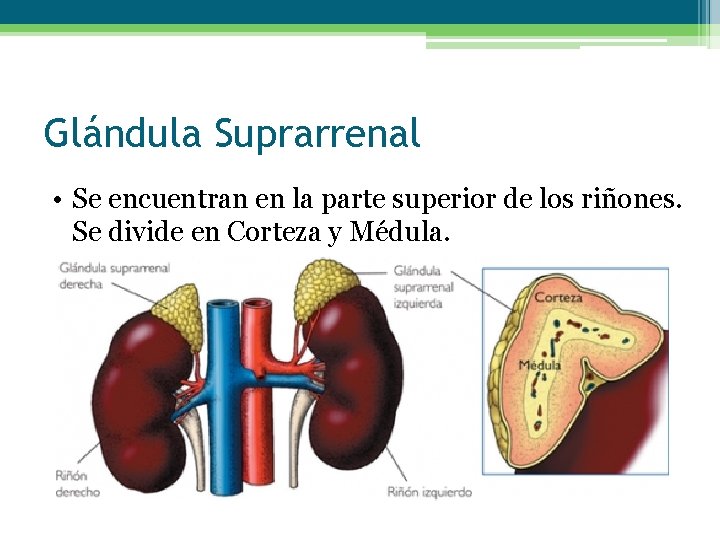 Glándula Suprarrenal • Se encuentran en la parte superior de los riñones. Se divide