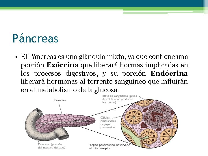 Páncreas • El Páncreas es una glándula mixta, ya que contiene una porción Exócrina
