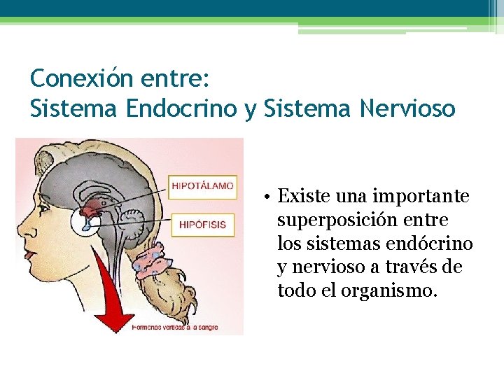 Conexión entre: Sistema Endocrino y Sistema Nervioso • Existe una importante superposición entre los