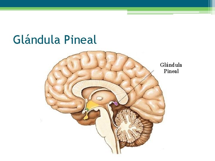 Glándula Pineal 