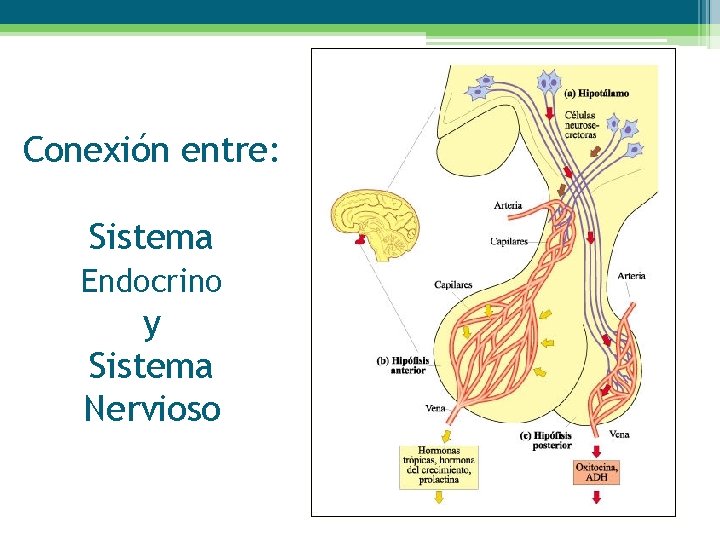 Conexión entre: Sistema Endocrino y Sistema Nervioso 