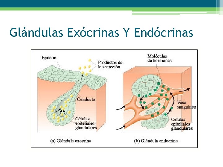 Glándulas Exócrinas Y Endócrinas 