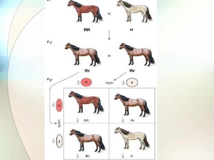 CHAPTER 4 EXTENSIONS OF MENDELIAN GENETICS What happens